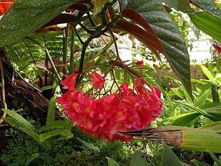 بگونیا کورالینا